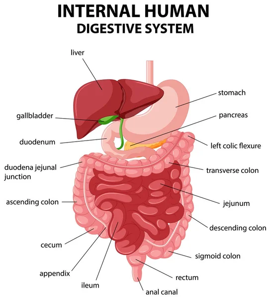 Diagrama Que Muestra Ilustración Interna Del Sistema Digestivo Humano — Archivo Imágenes Vectoriales