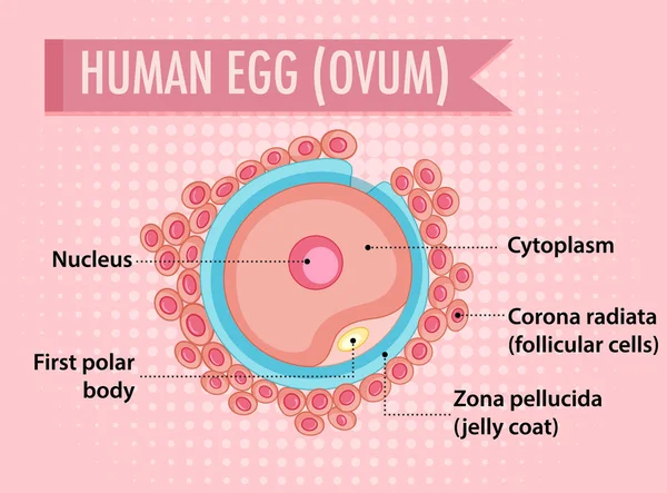 Ilustracja Ilustracji Ludzkiej Komórki Jajowej — Wektor stockowy