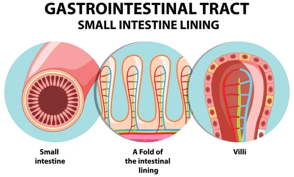 Diagrama Mostrando Ilustração Trato Gastrointestinal —  Vetores de Stock