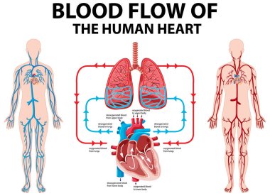 İnsan kalp kan akışını gösteren diyagram
