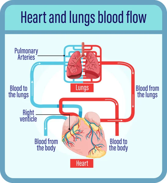 Schemat Przedstawiający Przepływ Krwi Serca Człowieka Ilustracja — Wektor stockowy
