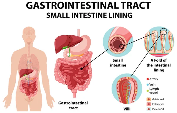 Illustrazione Del Tratto Gastrointestinale — Vettoriale Stock