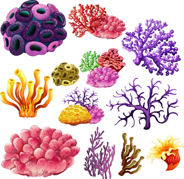 不同类型的珊瑚礁图解 — 图库矢量图片
