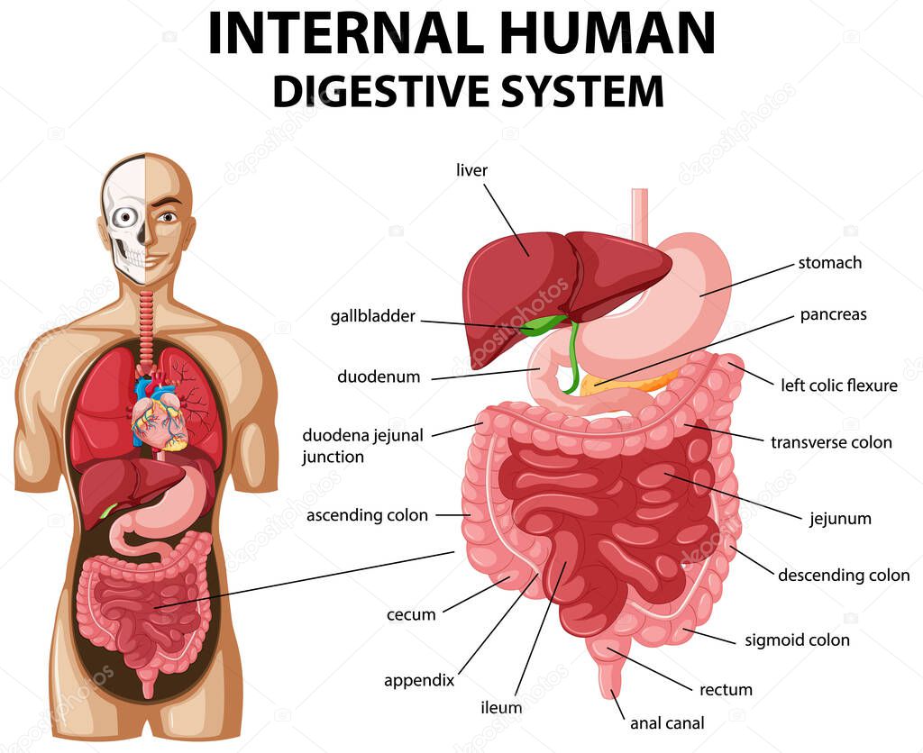 Diagram showing internal human digestive system illustration
