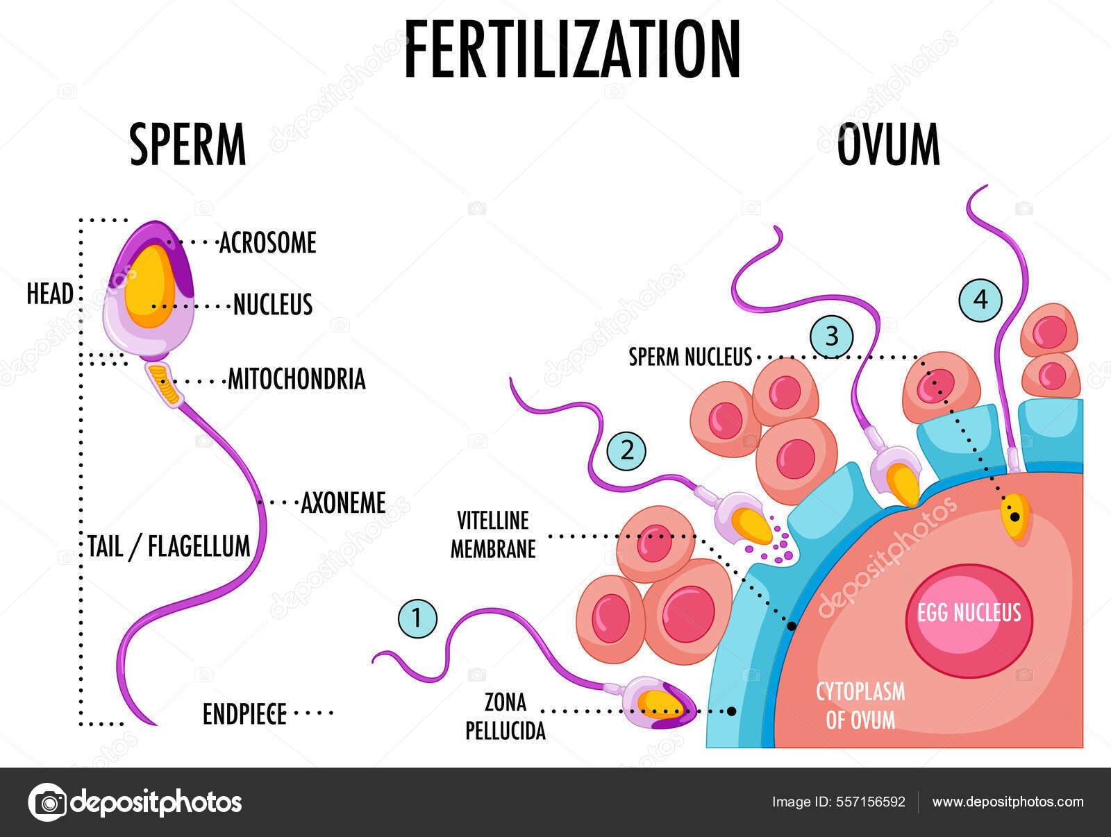 Diagramm der externen befruchtung
