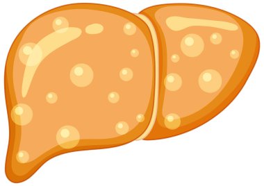 Beyaz arkaplan resimlerinde Şişman Karaciğer