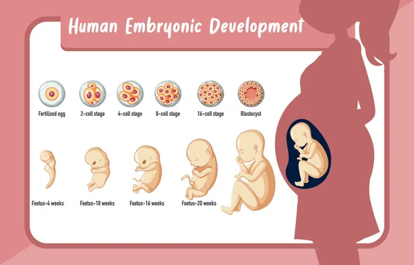 Emberi Embrionális Fejlődés Emberi Infografikai Illusztrációban — Stock Vector