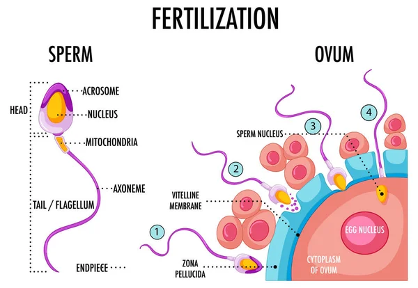 Diagrama Que Muestra Fertilización Ilustración Humana — Archivo Imágenes Vectoriales