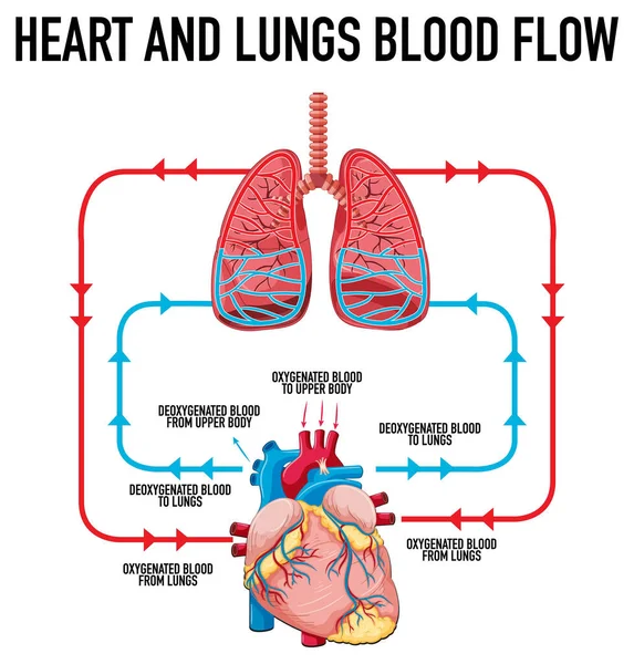 Szív Tüdő Véráramlását Ábrázoló Ábra — Stock Vector