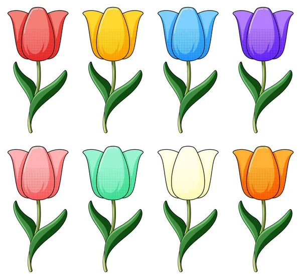 Set Coloful Tulip Flowers Illustration — Stock Vector