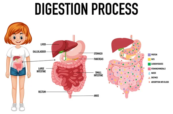 Diagram Showing Digestion Process Illustration — Stock Vector