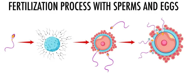 Діаграма Показує Процес Запліднення Спермою Ілюстрацією Яєць — стоковий вектор