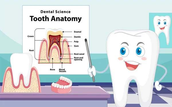 Infografía Humanos Ciencia Dental Ilustración Anatomía Dental — Vector de stock