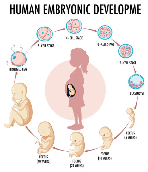 Диаграмма Показывающая Эмбриональное Развитие Человека — стоковый вектор