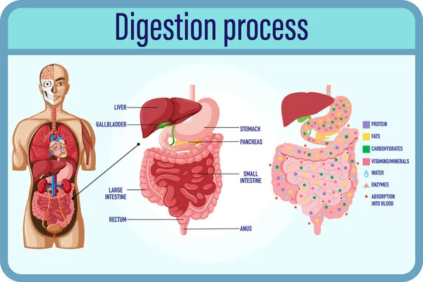 Cellule Digestione Digestione Illustrazione Dell Intestino Tenue — Vettoriale Stock