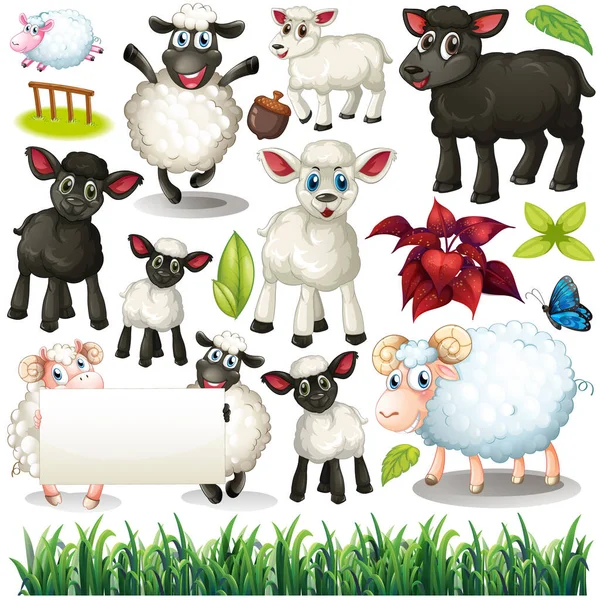 Set Sheep Black White Fur Illustration — Stock Vector