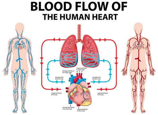 Schema Che Mostra Flusso Sanguigno Del Cuore Umano Illustrazione — Vettoriale Stock