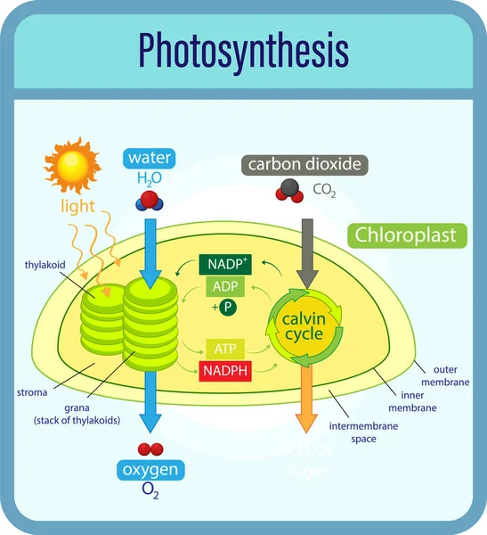 Діаграма Показує Процес Фотосинтезу Ілюстрацією Рослин Клітин — стоковий вектор