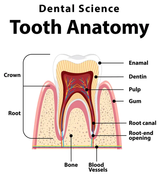 Infografía Humanos Ciencia Dental Ilustración Anatomía Dental — Vector de stock