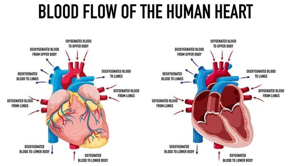 人間の心の図の血流を示す図 — ストックベクタ