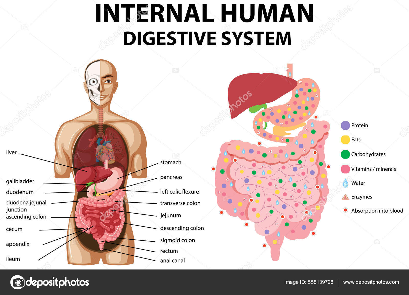 How to draw human digestive system | Human digestive system, Digestive  system, Human drawing