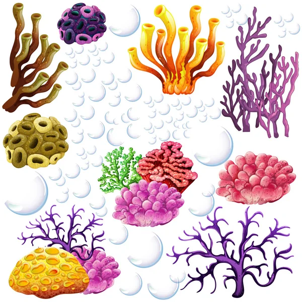 Different Types Reef Illustration — Stock Vector