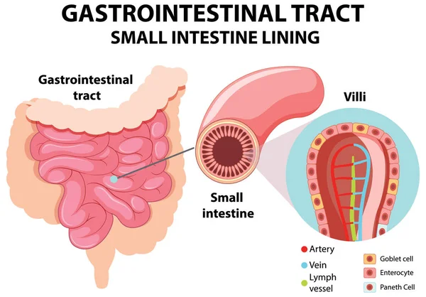 Diagrama Que Muestra Ilustración Del Tracto Gastrointestinal — Vector de stock