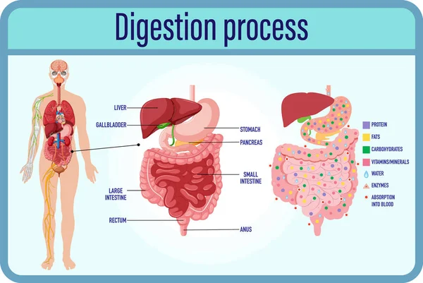 Digestão Digestão Células Intestino Delgado Ilustração —  Vetores de Stock