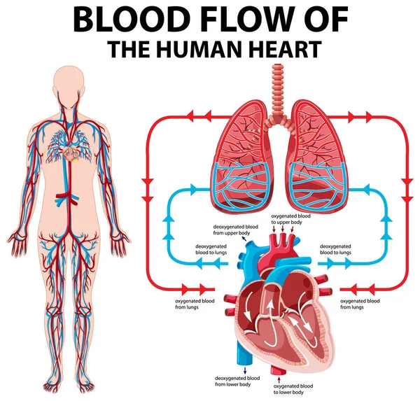 Diagrama Que Muestra Flujo Sanguíneo Del Corazón Humano Ilustración — Vector de stock