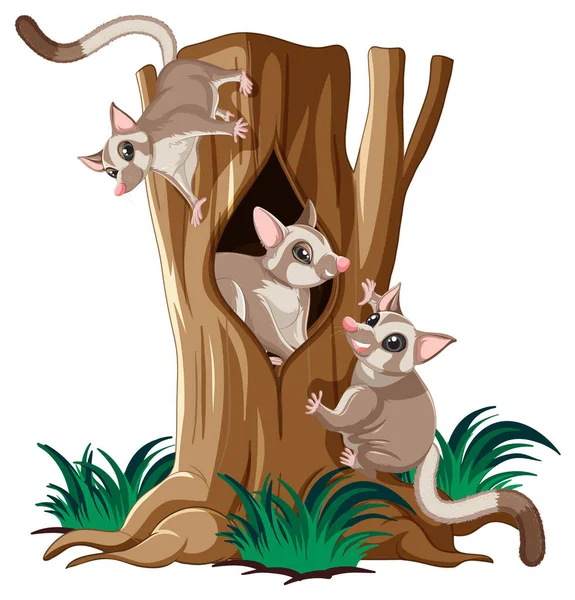 Three Sugar Gliders Climbing Tree Illustration — Stock Vector