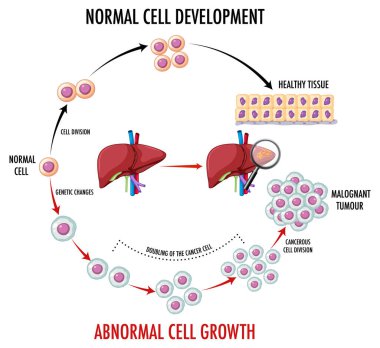 Normal hücre gelişimini gösteren diyagram