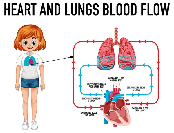 Diagrama Que Muestra Ilustración Del Flujo Sanguíneo Del Corazón Los — Vector de stock