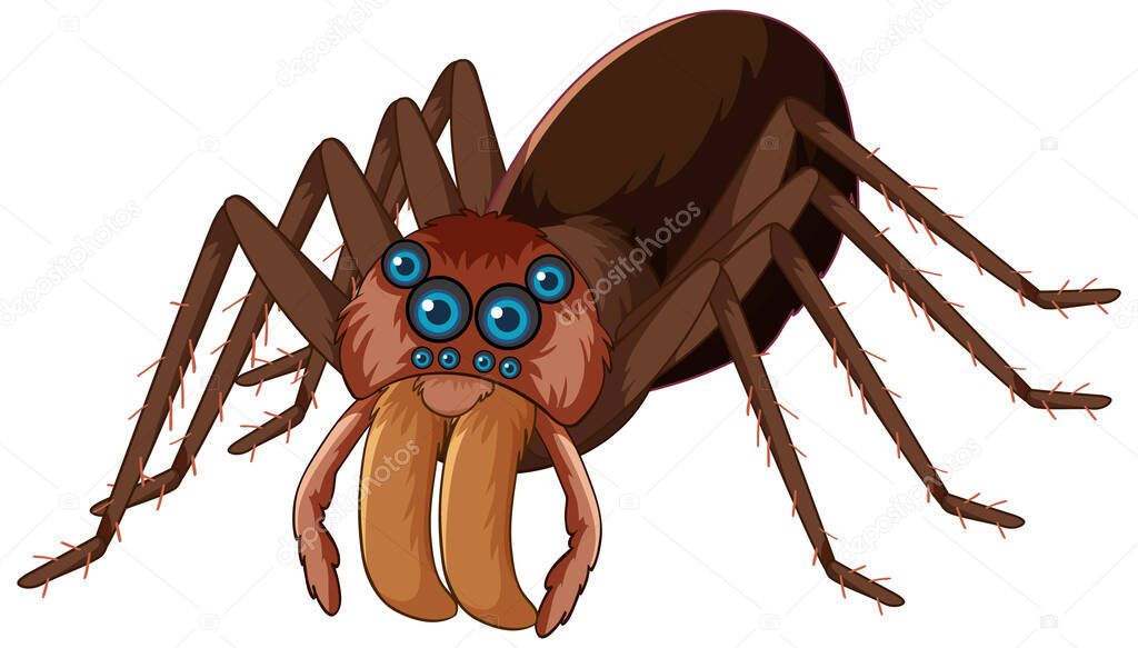 A spider cartoon character isolated illustration