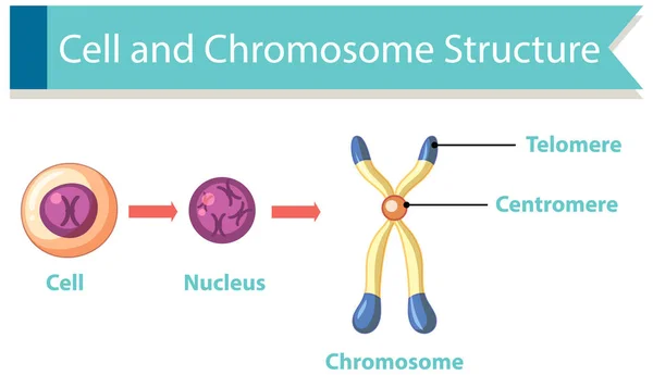 Диаграмма Показывающая Структуру Клеток Хромосом — стоковый вектор