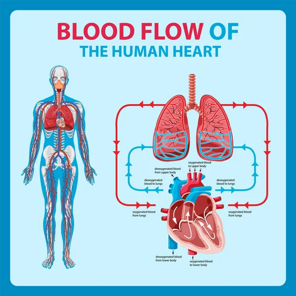 Diagrama Fluxo Sanguíneo Ilustração Coração Humano —  Vetores de Stock