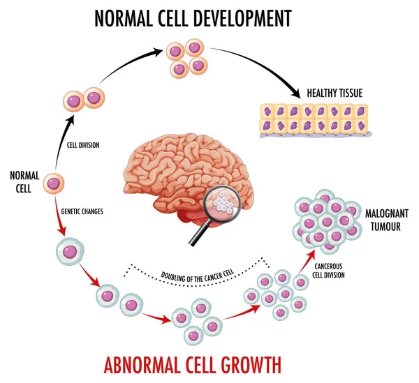 Diagram Showing Normal Cell Development Illustration — ストックベクタ