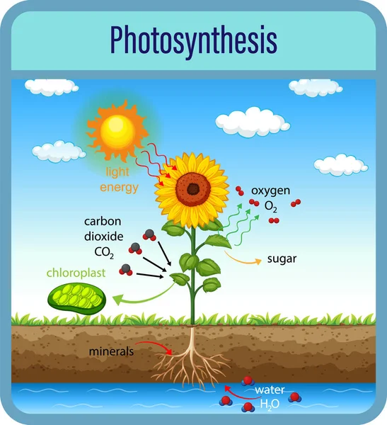 Diagrama Que Muestra Proceso Fotosíntesis Con Ilustración Plantas Células — Archivo Imágenes Vectoriales