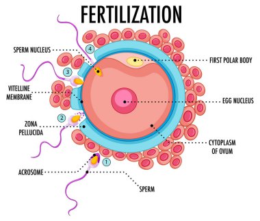 Diagram showing fertilization in human illustration clipart