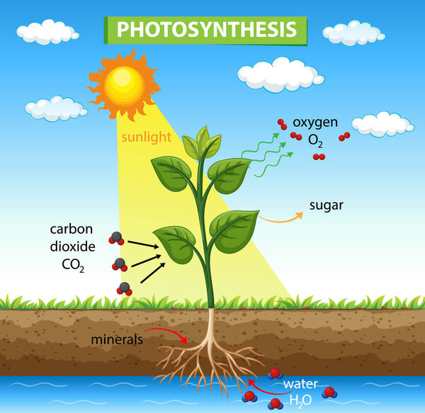 Diagram showing photosynthesis in plant illustration
