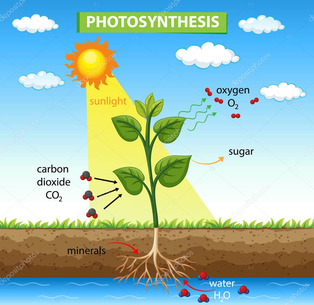 Diagram showing photosynthesis in plant illustration