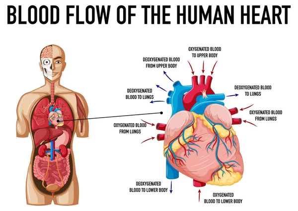 Blood Flow Human Heart Illustration — ストックベクタ