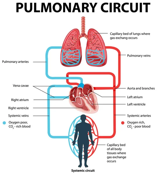 Diagrama Que Muestra Ilustración Del Circuito Pulmonar — Vector de stock