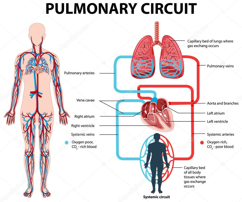 Diagram showing pulmonary circuit in human illustration