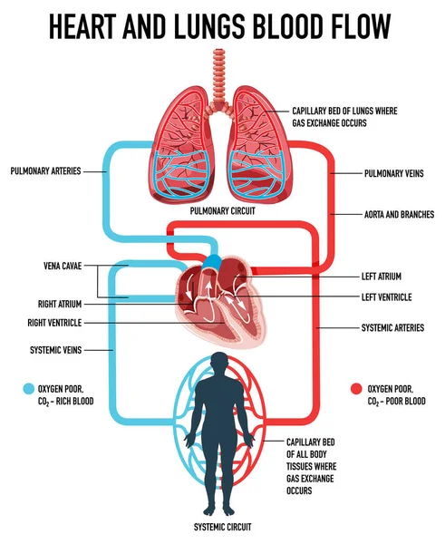 Diagrama Que Muestra Ilustración Del Flujo Sanguíneo Del Corazón Los — Vector de stock