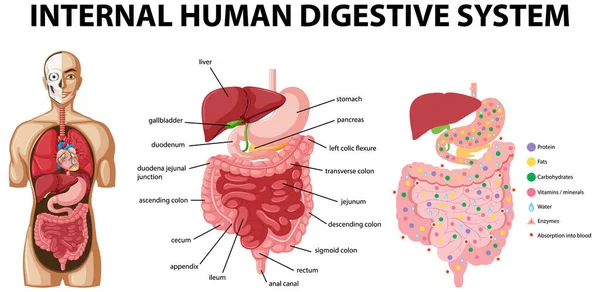 Diagrama Mostrando Ilustração Interna Sistema Digestivo Humano — Vetor de Stock