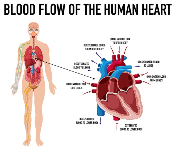 Nsan Kalp Kan Akışını Gösteren Diyagram — Stok Vektör
