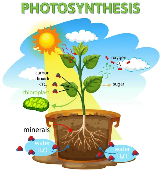 Diagrama Fotosíntesis Con Ilustración Plantas Luz Solar — Archivo Imágenes Vectoriales