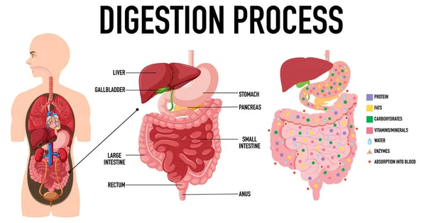Diagrama Que Muestra Ilustración Del Proceso Digestión — Vector de stock