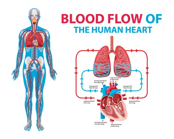 Diagrama Que Muestra Flujo Sanguíneo Ilustración Del Corazón Humano — Vector de stock