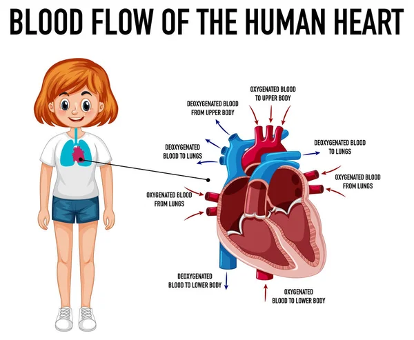 Schema Che Mostra Flusso Sanguigno Del Cuore Umano Illustrazione — Vettoriale Stock
